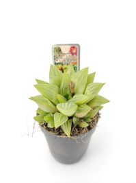 Haworthia Turgida