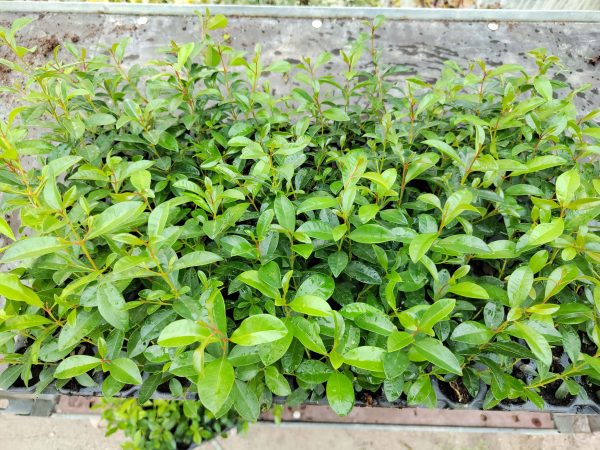 Plantel Eugenia Myrtifolia