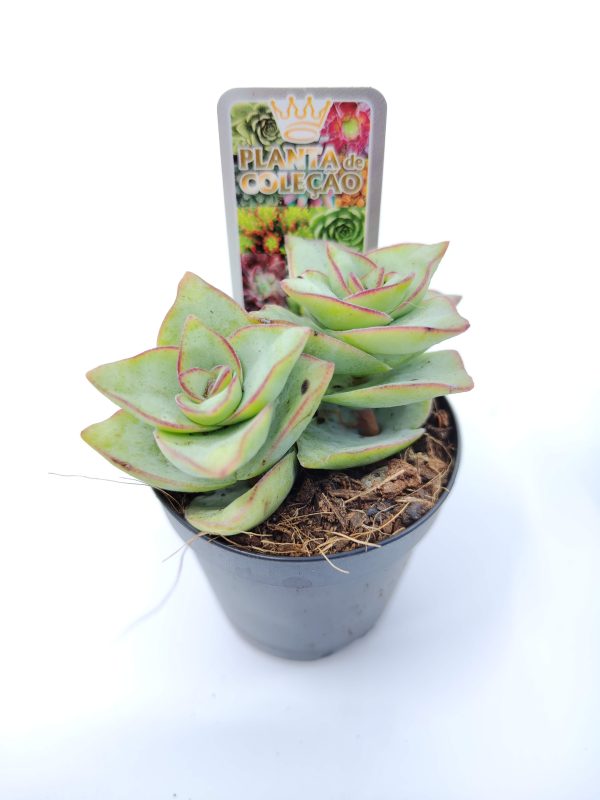 Crassula Perforata Giant Form