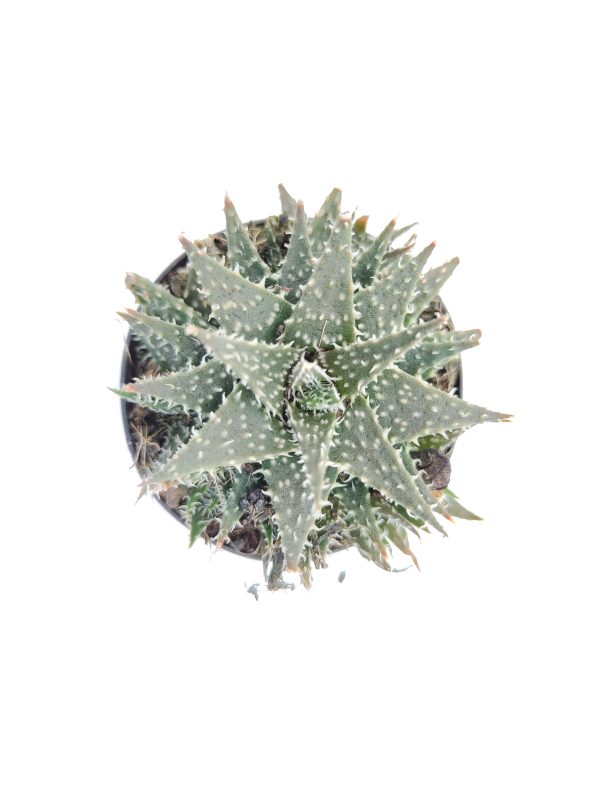 Haworthia Haworthioides