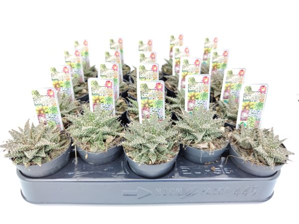 Haworthia Haworthioides