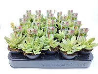 Crassula Swaziensis Variegata 'Money Maker'
