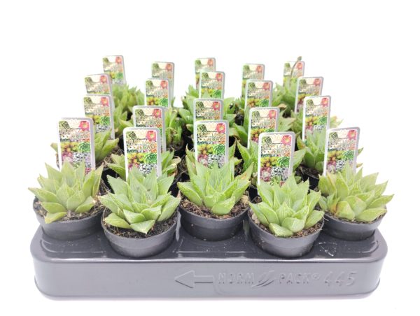 haworthia retusa acuminata
