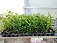 Plantel Eugenia Myrtifolia