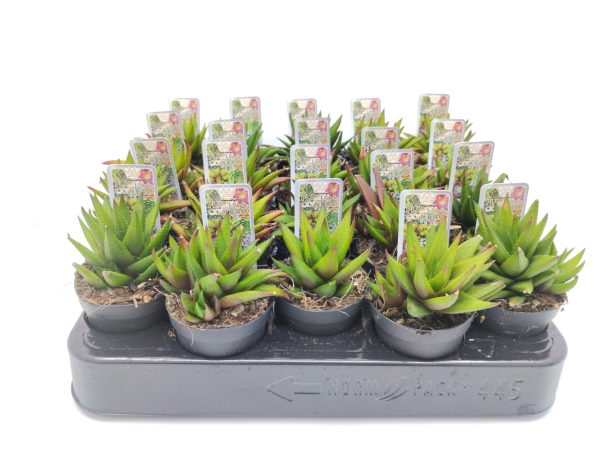Haworthia Longiana