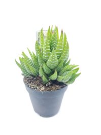 Haworthia fasciata green